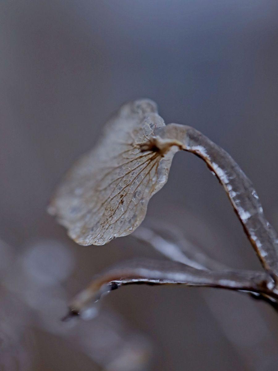 dentelle 