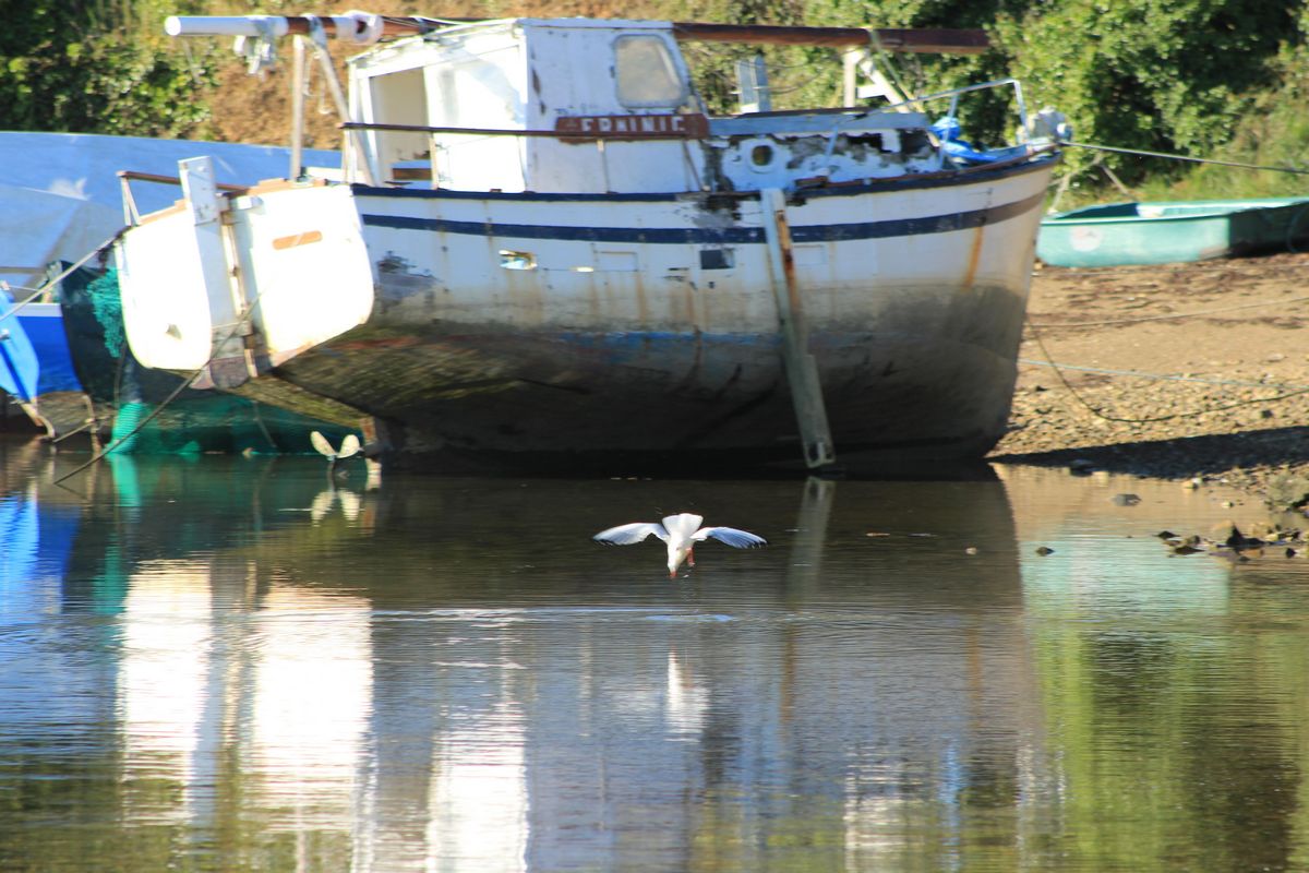 mouette en vole